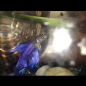 Betta fish