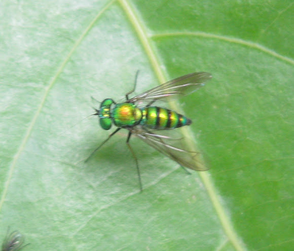 Spotting Image 1
