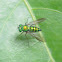 Long-legged Fly