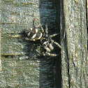 Zebra spider