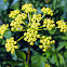 Golden Alexanders
