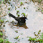 Tangara Pico de Plata/Silver-beaked Tanager