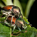 Japanese Beetle