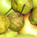 Pyrus piraster