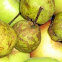 Pyrus piraster
