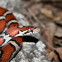 Red Milk Snake