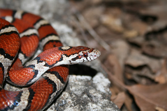 Spotting Image 1