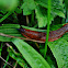 Roundback slugs, Wegschnecke