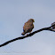 Kestrel; Cernicalo Real