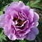 Peony Tree Kamata Nishiki