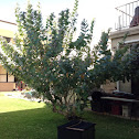 Crown flower tree