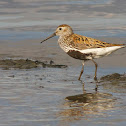 Dunlin