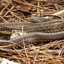Eastern Garter Snake