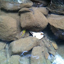 Wood Frog