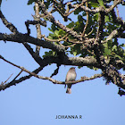 Willow Warbler
