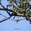 Willow Warbler