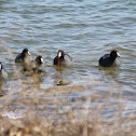 American Coots