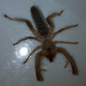 Camel Spiders