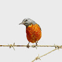 Rufous-tailed Rock-Thrush
