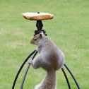 Grey Squirrel