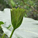 Gunnera