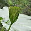 Gunnera