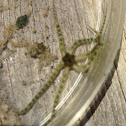 Banded brittle star