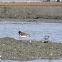 American Oystercatcher