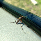 Shaggy-legged Gallinipper