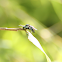Neon Cuckoo Bee