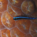 Caribbean cleaning goby