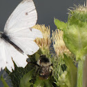 Small White