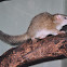 Common Tree Shrew