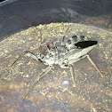 Wheel Bug