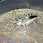 Wheel Bug
