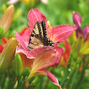 Eastern Tiger Swallowtail
