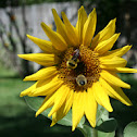 Bumble Bee