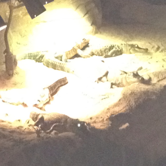 Spotting Image 1