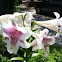 Mammoth Lilly