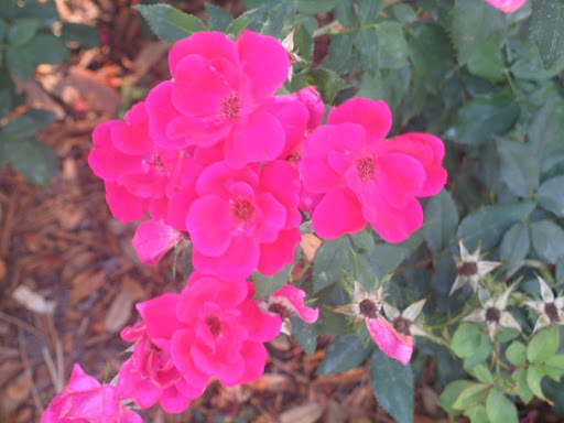 Deep Pink Roses from the 2008 Flower & Garden Festival