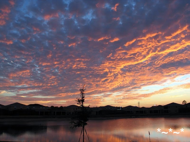 Southwest Florida Skies