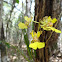 Orquideas