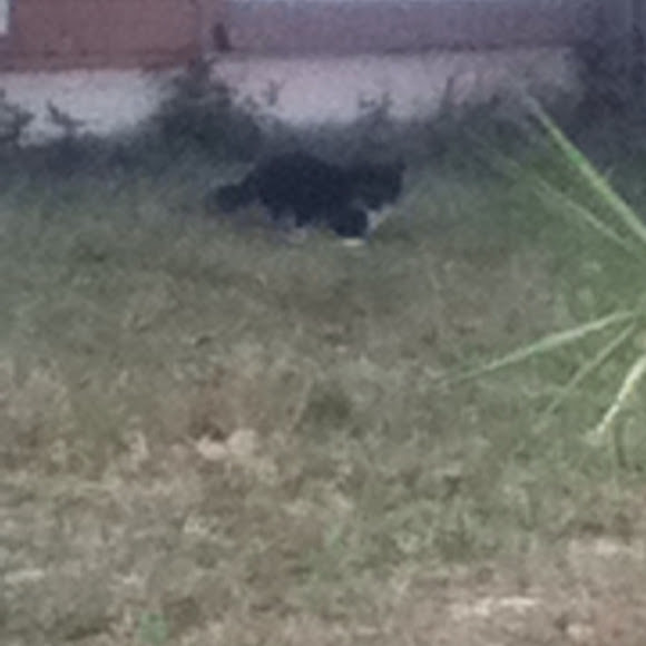 Spotting Image 1