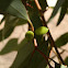 green leaf axil galls