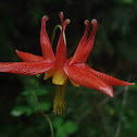Red Columbine