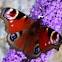 Peacock butterfly