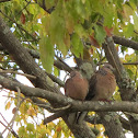 Spotted Dove
