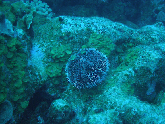 Spotting Image 1