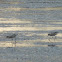 Avocet