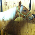 Palomino